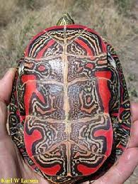 These shapes enable male turtles to more easily mount a female during mating and they give females more room to hold eggs internally. Reptiles Of Bc Western Painted Turtle