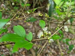 Image result for Eugenia natalitia