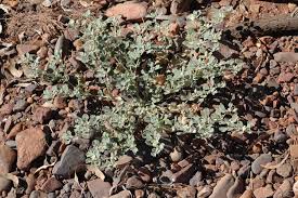 Image result for Glinus lotoides