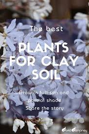 Clay soils often challenge gardeners and nurseries because they are heavier and more difficult for plant roots to penetrate. Gardening The Best Plants For Clay Soil Grow In Full Sun And Partial Shade David Domoney Clay Soil Planting In Clay Clay Soil Plants