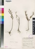 Image result for Aeollanthus suaveolens