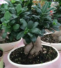 Si le bonsaï n'a pas assez d'eau, il meurt. Ficus Ginseng Ficus Microcarpa Entretien Taille Arrosage Bonsai