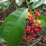 Image result for Campylospermum