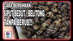 Berikut cara membersihkan sampah di laptop supaya performa laptop tetap terjaga. Cara Bersihkan Siput Sedut Siput Belitong Tanpa Berus Mudah Siputsedut Belitong Teknikmudah Youtube