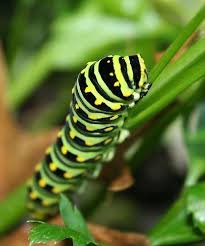Big Fuzzy Black And Red Caterpillar Summer Activity Caterpillar Facts For Kids Caterpillar Diet Habitat Watch A Butterfly Emerge Love Facts For Kids Caterpillar Habitats