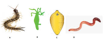 Why do plant cells have large sized vacuole. Why Do Plant Cells Possess Large Sized Vacuole