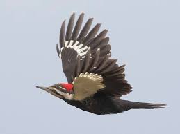 No need to register, buy now! Photos Pileated Woodpecker Dryocopus Pileatus Birds Of The World