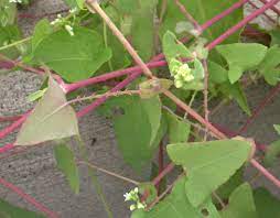 We did not find results for: Triangle Vine Weed With Cool Blue Berries