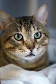 As with all cancers, the earlier it's caught, the better. Cats Can Get Leukemia And It S Contagious Office For Science And Society Mcgill University