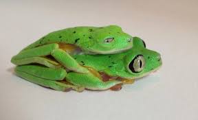 Holding On Lemur Leaf Frogs Did You Know That At Least 200 Frog Species Have Gone Extinct In The Last 20 Years Ops6 With Joel S Frog Species Species Frog