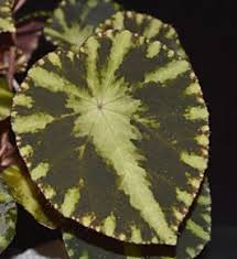 Image result for Begonia poculifera