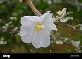 Image result for Catophractes alexandri