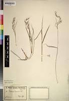 Image result for Loudetia kagerensis