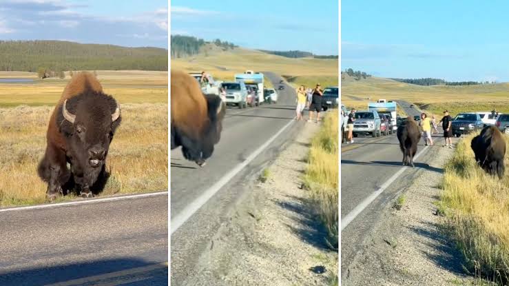 Disturbing video captures 'tourons' tempting fate at national park: 'I  can't believe people are that stupid'