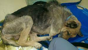 They are famous as working dogs because initially these dogs were used for chasing and hunting. Missouri German Shepherd Rescue