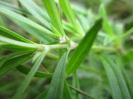 Image result for Oldenlandia capensis