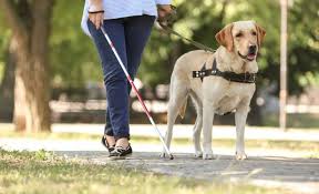 Service dogs not only provide emotional support for people with anxiety disorders, but they can also be trained to perform essential tasks. 10 Best Breeds For Service Dogs Ptsd Anxiety Other Therapy Work