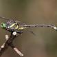 Wings Over the Water: A Dragonfly & Damselfly Workshop