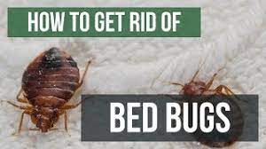 These pest repellers use ultrasonic sound waves to take care of bugs and rodents. How To Get Rid Of Bed Bugs Guaranteed 4 Easy Steps Youtube