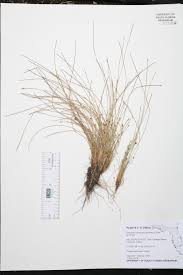 Image result for Eleocharis atropurpurea