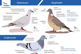 Vogel Bestimmen Tauben Im Vergleich Nabu