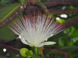 Image result for Barringtonia asiatica
