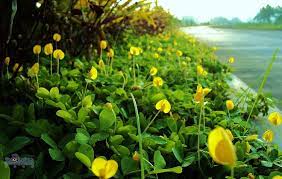 Very good perennial peanut hay for sale approx 500 pound rolls hank sheddan live oak, fl hws332@yahoo.com. Amazon Com Ornamental Peanut Grass 60 Live Fully Rooted Plants Arachis Glabrata Low Maintenance Drought Tolerant Ground Cover Garden Outdoor