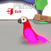 You should never give out your roblox username or password to anyone, and never give out your own personal information. Parrot Adopt Me Wiki Fandom In 2021 Parrot Adoption Pet Accessories