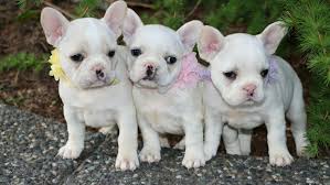 He was born on july three, two thoasand and eight. French Bulldog Puppies For Sale Adoption Greenfield Bulldogs Home Dog Breeder