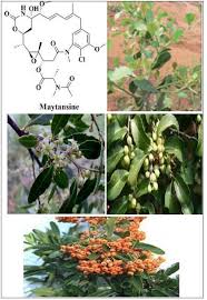 Image result for Putterlickia verrucosa