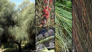 Image result for Casuarina verticillata
