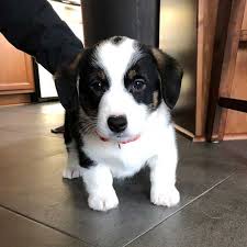 Kimble county, junction, tx id: Angus The Corgi Puppy And His Journey Three Corgis Official Blog