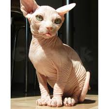 At first glance, the look like hairless cats, but the truths is that they have soft fuzzy. Purebreed Sphynx Kittens For Adoption Claseek Philippines