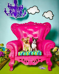 Rocky And Maggie The Little Couple The Little Couple Awkward Family Pet Photos Dog With A Blog