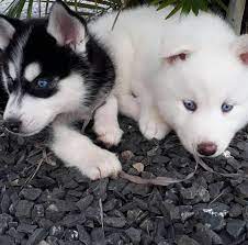 Maybe you would like to learn more about one of these? Puppies Spot Husky Puppies For Sale Australia Husky Facebook