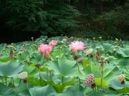 Baile felix lacul cu nuferi si biserica din lemn brusturi. Lacul Cu Nuferi Din Bihor RezervaÈ›ie UnicÄƒ In Europa In Pericol De DispariÈ›ie Green Report