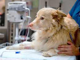 The staff at vca advanced veterinary care center is incredible! Veterinary Specialty Center Of Tucson Emergency Vets Specialists In Arizona