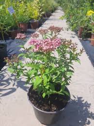Image result for spirea japonica gold princess