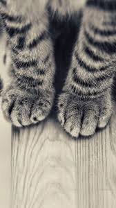 Striped Kitten Legs Wooden Floor Iphone 6 Plus Hd Wallpaper Kitten Wallpaper Cat Wallpaper Animal Wallpaper
