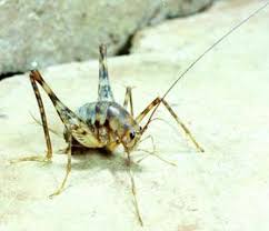 Camel crickets like moist damp places and sometimes invade basements or crawlspaces. Camel Crickets Nc State Extension Publications