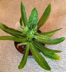 Image result for Afrocanthium salubenii