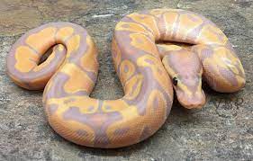 Vbp Banded Banana Bandana Ball Python Morphs Ball Python Snake
