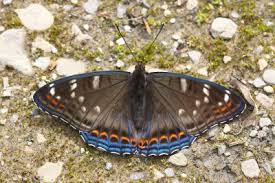 Image result for Limenitis populi