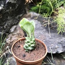Image result for Monadenium