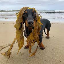 Trying The New Seaweed Wrap Dachshund Pets Beloved Dog Weiner Dog