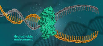 Like a recipe book it holds the instructions for making all the proteins in our bodies. A New Insight Into How Dna Is Held Together By Hydrophobic Effects