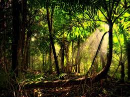 Dark forest background 80 64. Gogreen Follow Organic Consumers Organicconsumer Greenplaneteer Greenplaneteer Rainforest Pictures Rainforest Forest Wallpaper