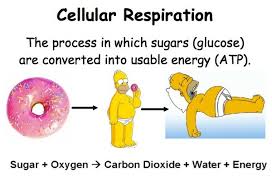 Cellular Respiration Is When The Solar Energy Stored Organic Material Like Glucose Are Released The Break Down Of Cellular Respiration Cellular Water Energy