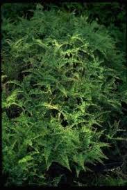 Image result for Gleichenia polypodioides