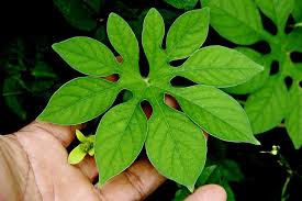 Image result for Ipomoea pes-tigridis